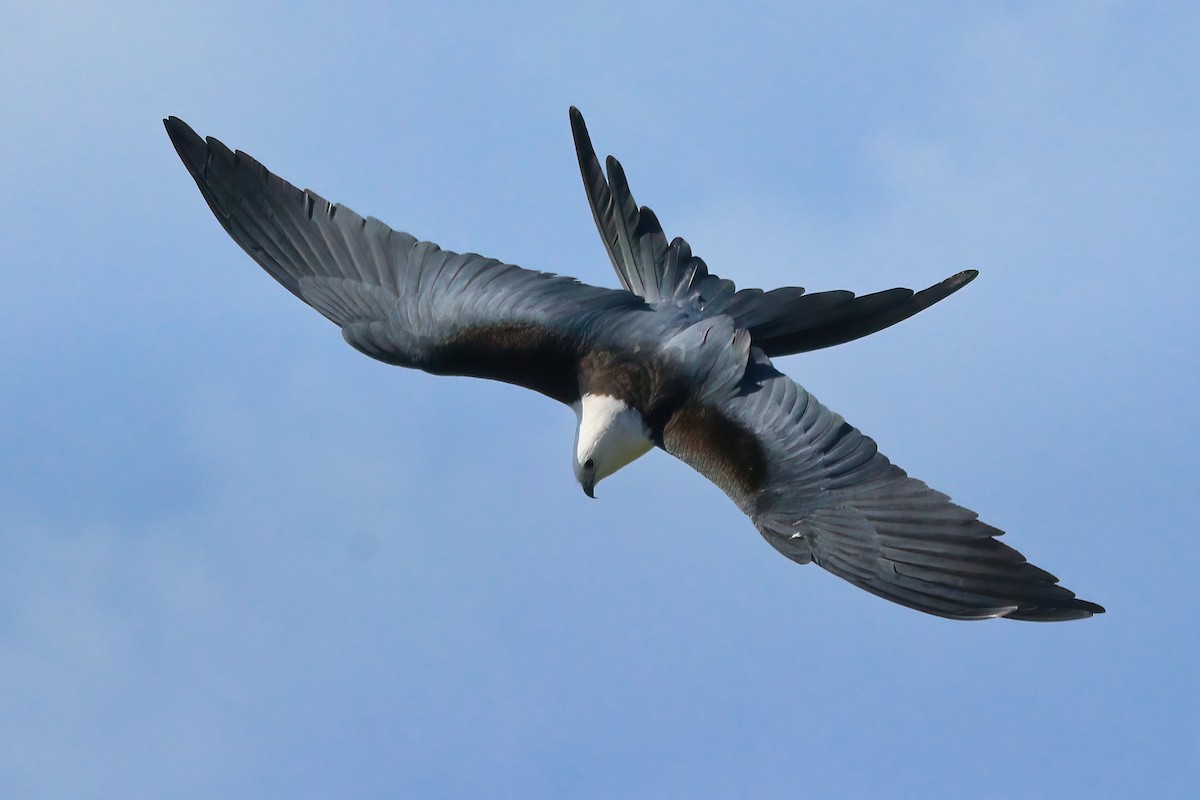 Swallow-tailed Kite - Olivier Coucelos
