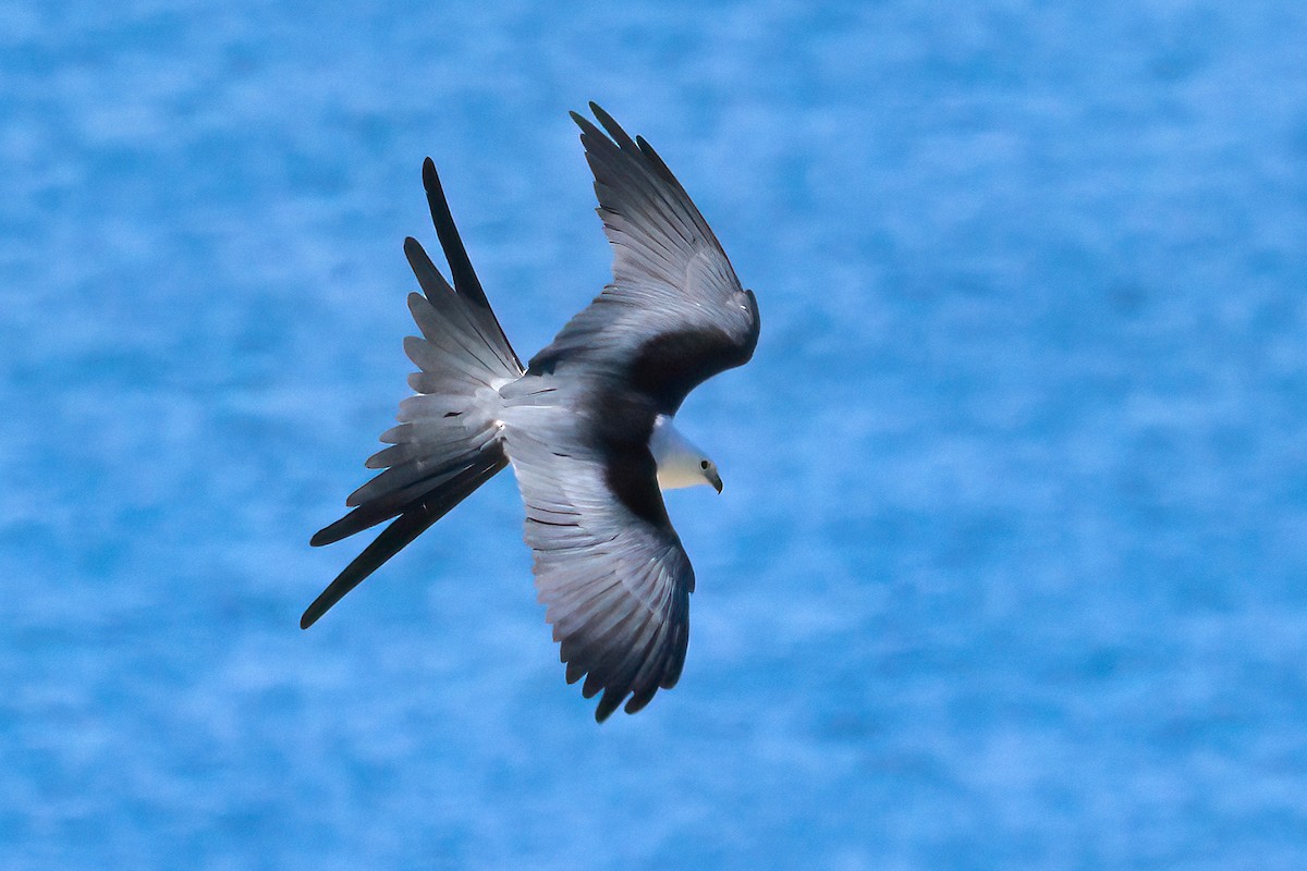 Swallow-tailed Kite - ML317505631