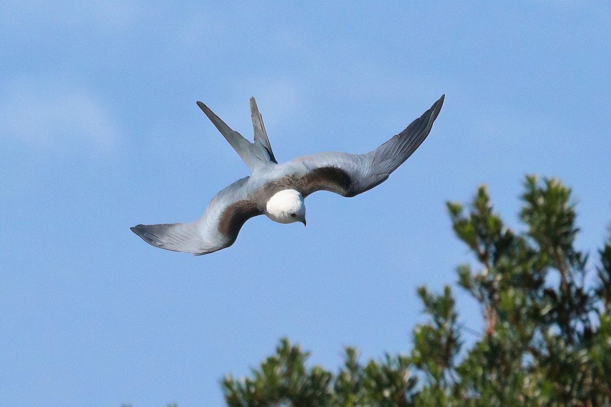 Swallow-tailed Kite - Olivier Coucelos