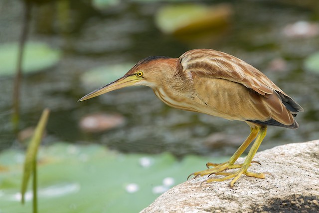 Female Definitive Basic lateral view. - Yellow Bittern - 