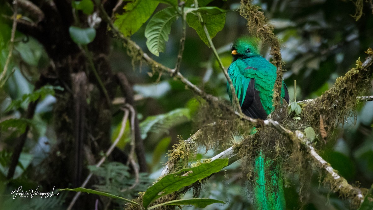 Resplendent Quetzal (Guatemalan) - ML317510111