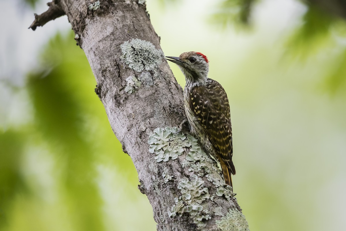 Cardinal Woodpecker - ML317513871