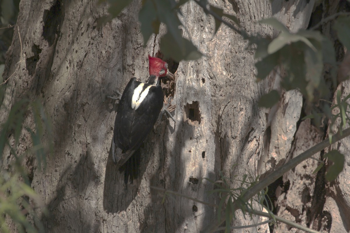 Crimson-crested Woodpecker - ML317519851