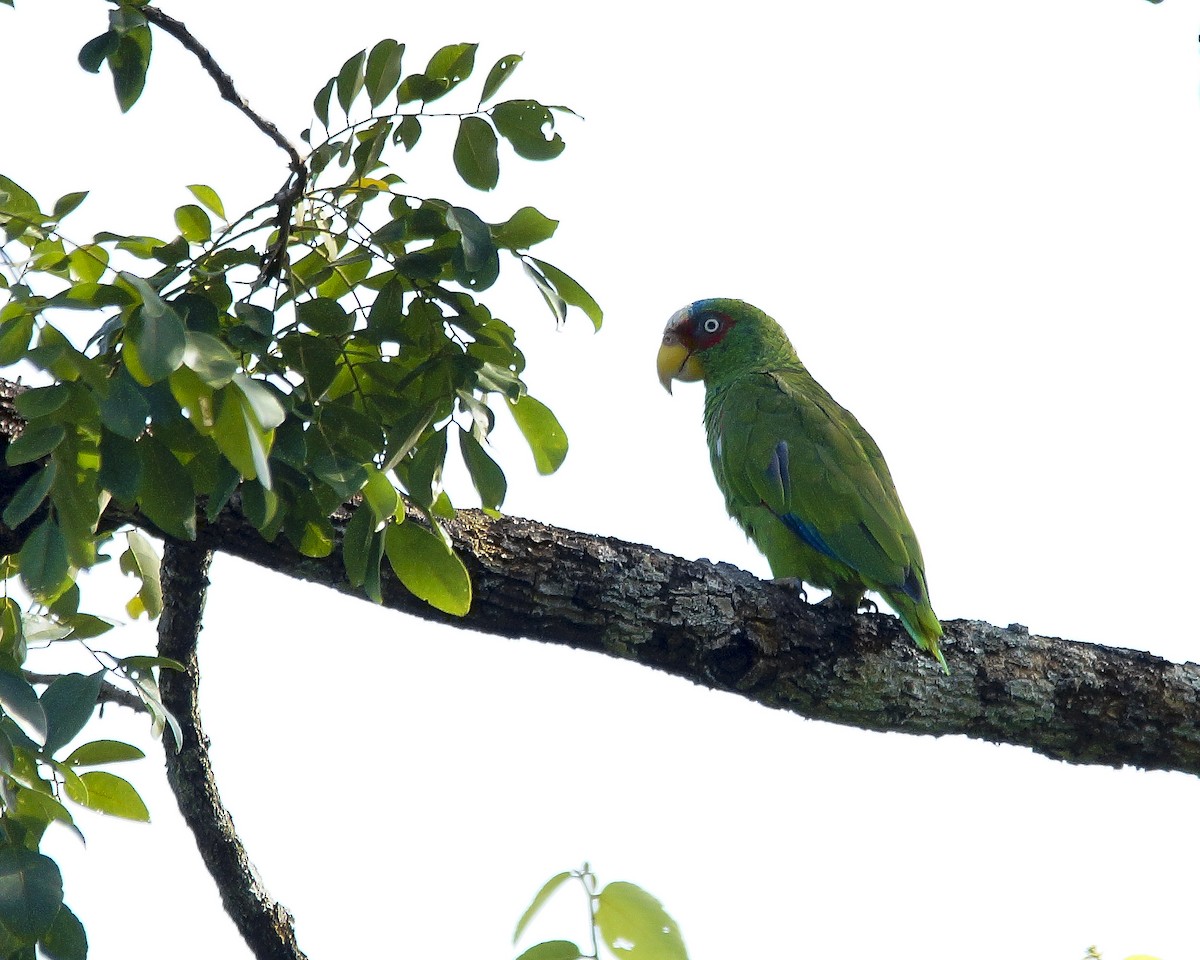 White-fronted Parrot - ML317523731