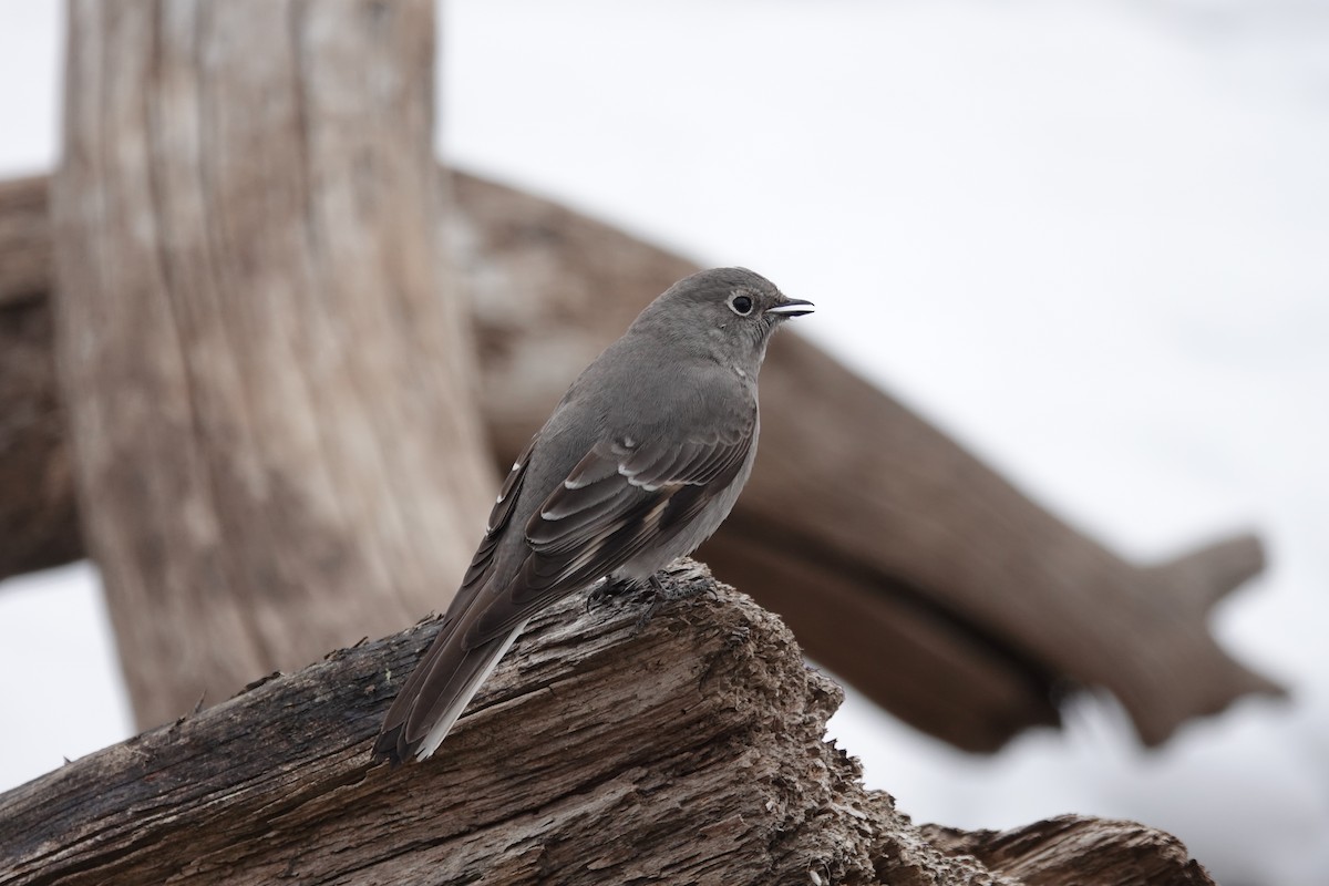 Townsend's Solitaire - ML317525181
