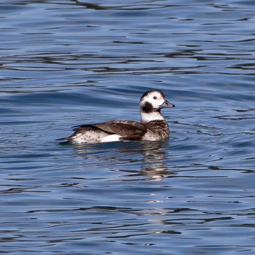 Long-tailed Duck - ML317525201