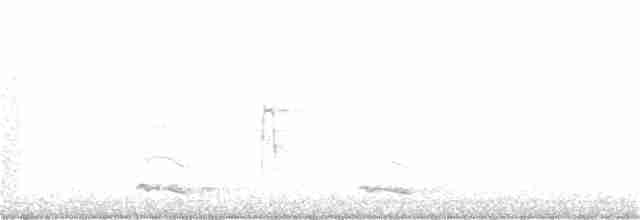 Kanada Kargası (obscurus/griseus) - ML317527051
