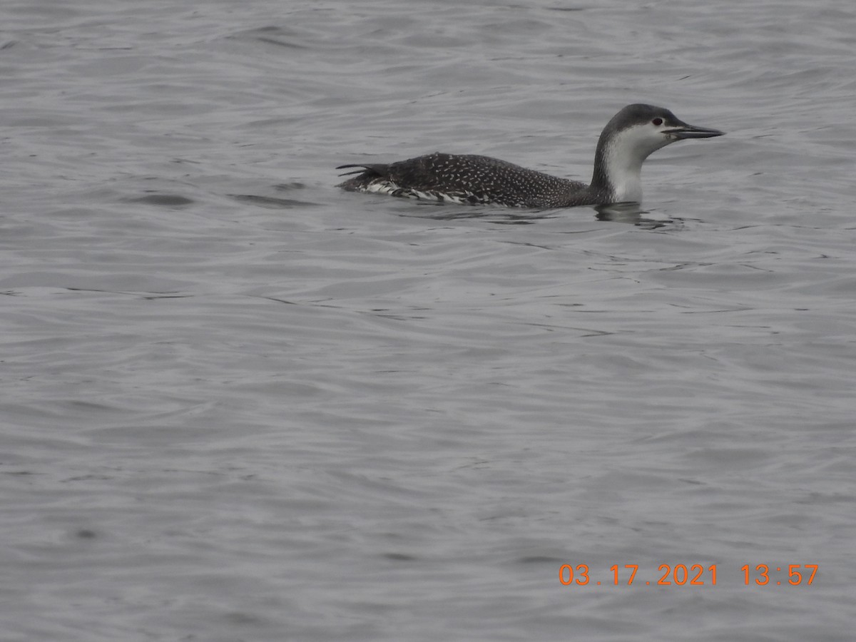 Red-throated Loon - ML317533591