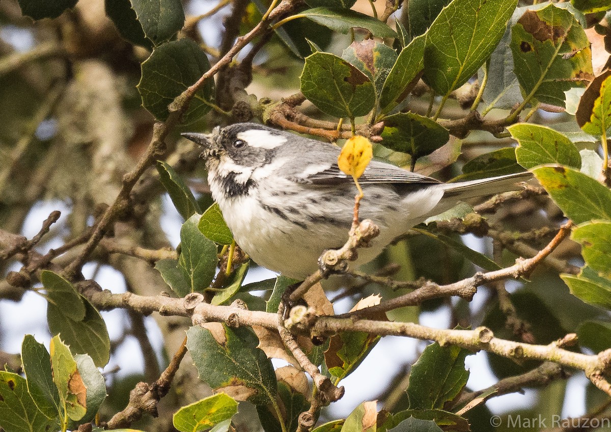 Black-throated Gray Warbler - ML317535661
