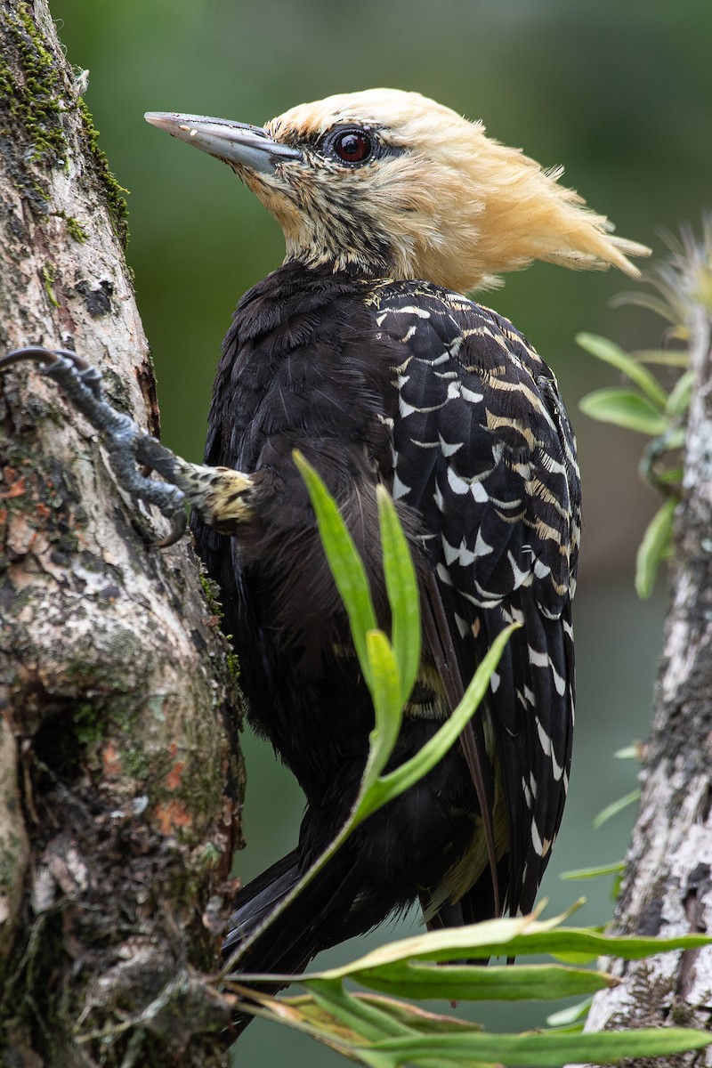 Blond-crested Woodpecker - Daniel Hinckley | samazul.com