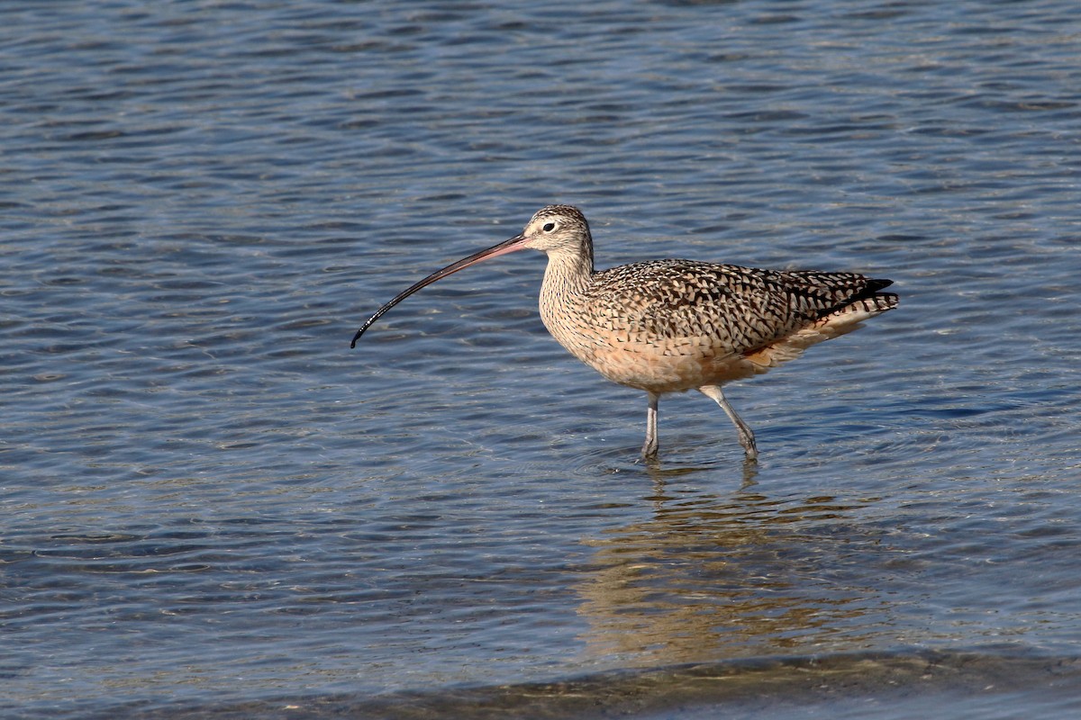 Long-billed Curlew - ML317547141