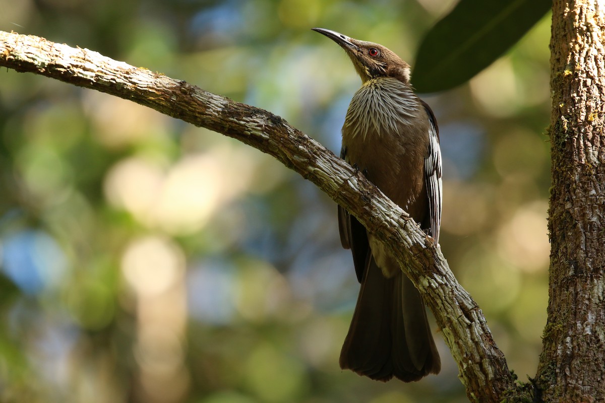 New Caledonian Friarbird - Philip Precey