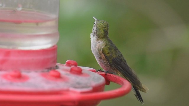 Broad-tailed Hummingbird - ML317547801