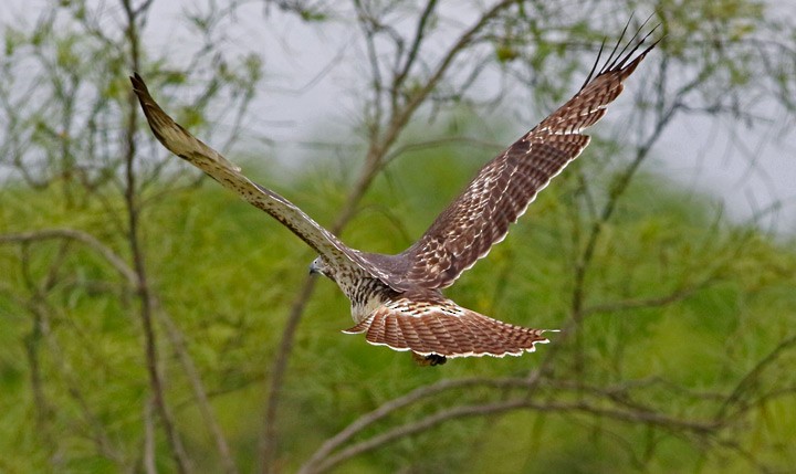 Red-tailed Hawk - Kris Petersen