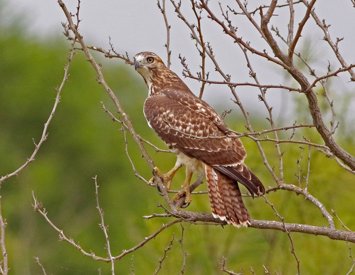 Red-tailed Hawk - ML31754861