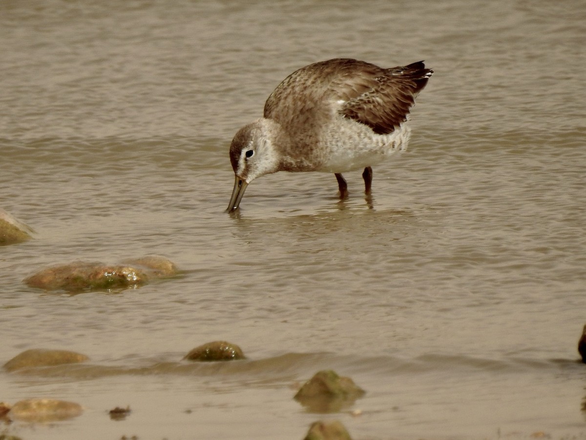 Long-billed Dowitcher - ML317549351