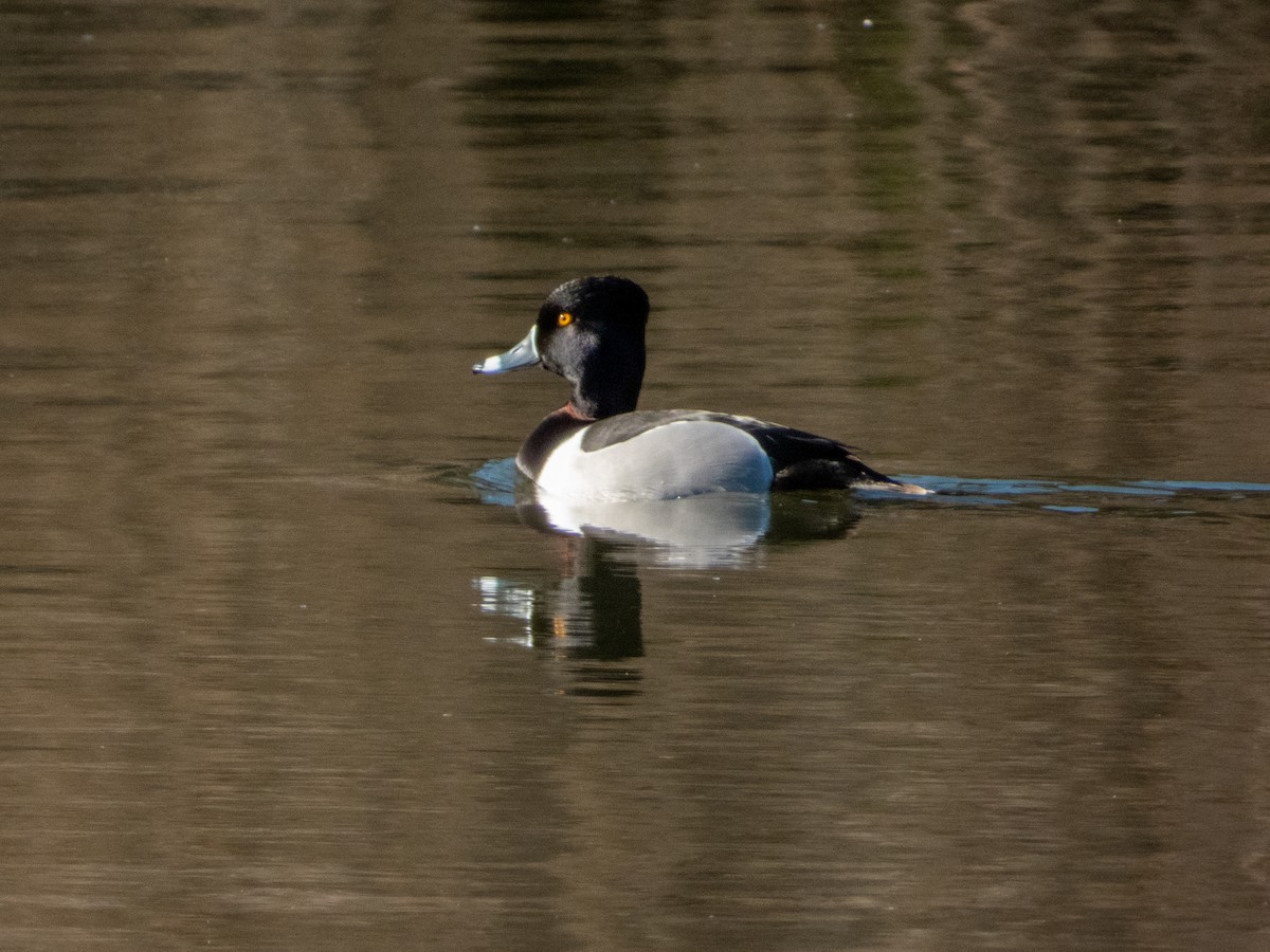 Ring-necked Duck - ML317549911
