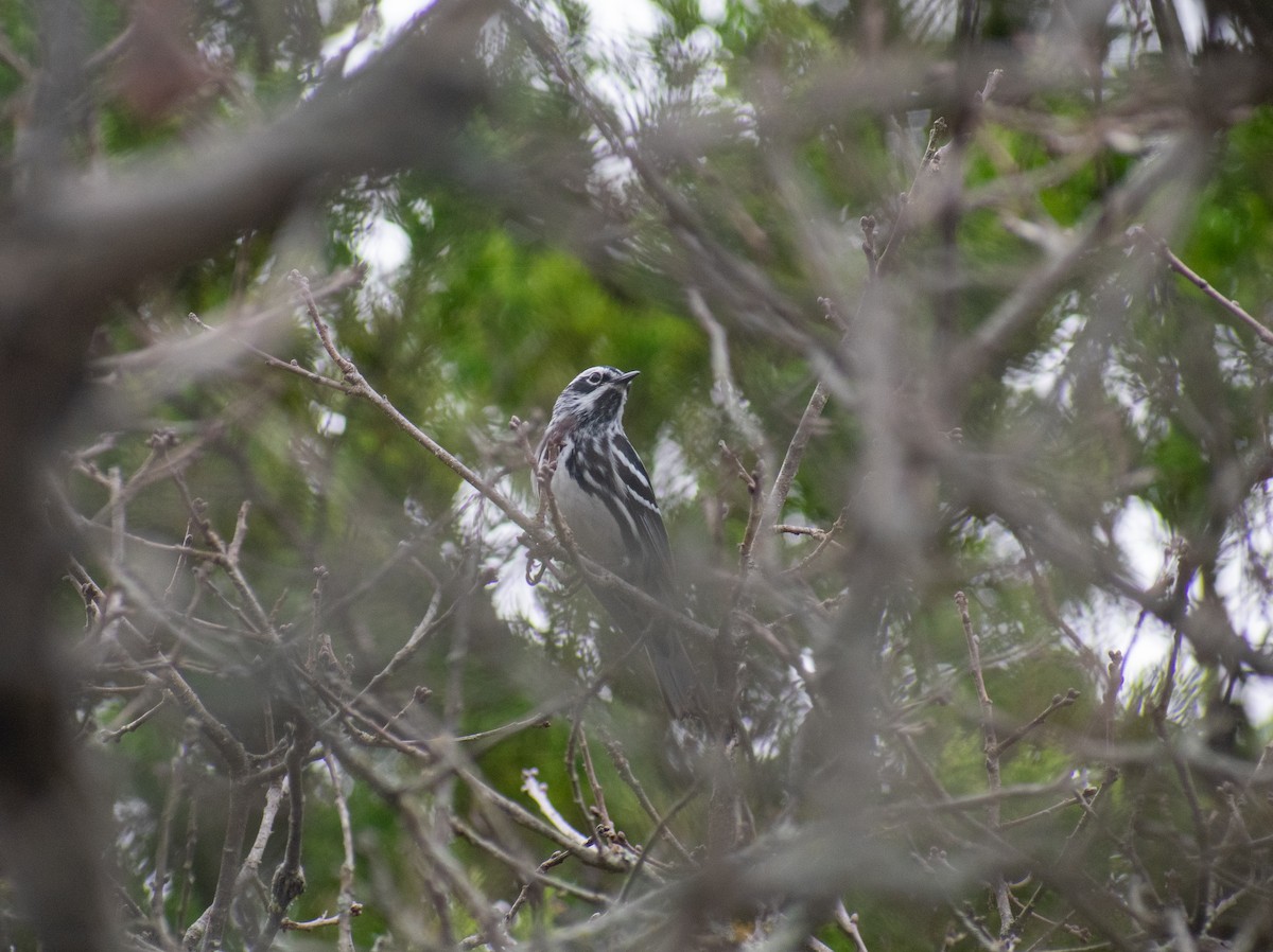 Black-and-white Warbler - ML317551571