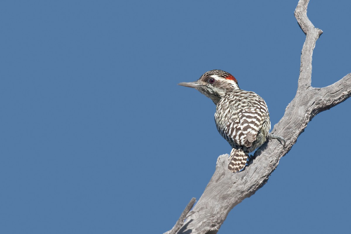 Checkered Woodpecker - ML317558051