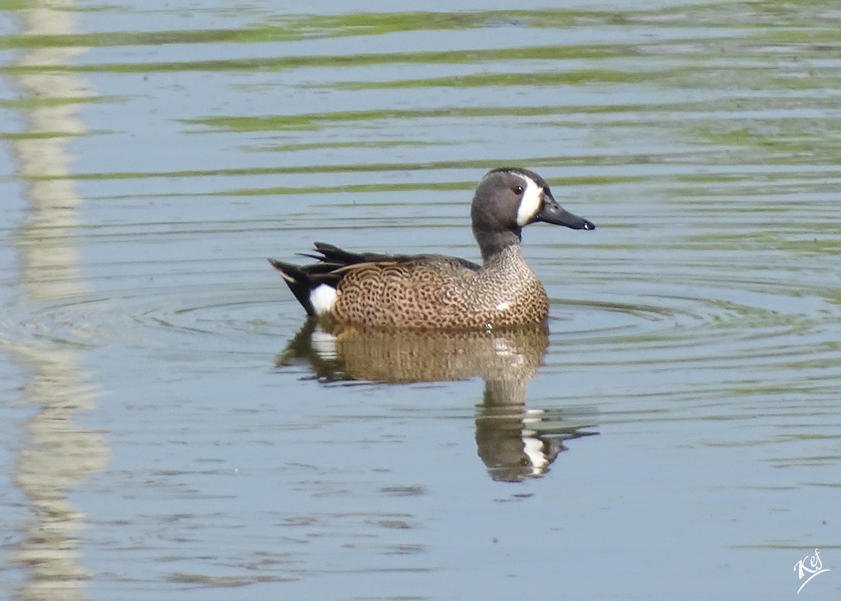 Blue-winged Teal - ML317567711