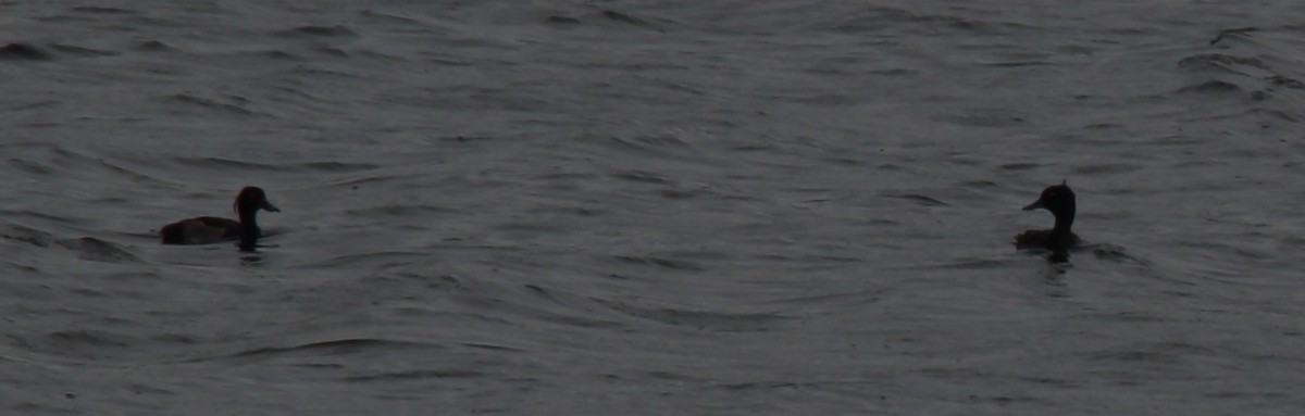 Tufted Duck - ML31757261