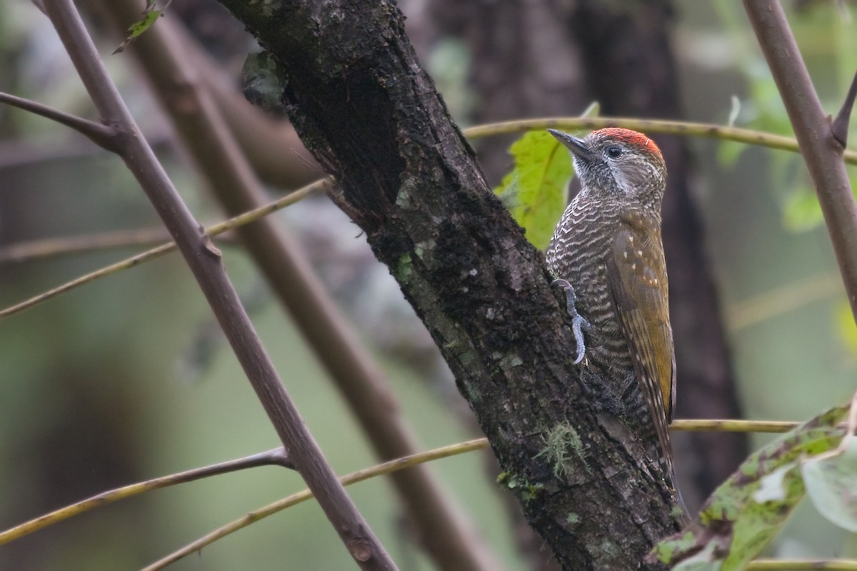Dot-fronted Woodpecker - ML317574001