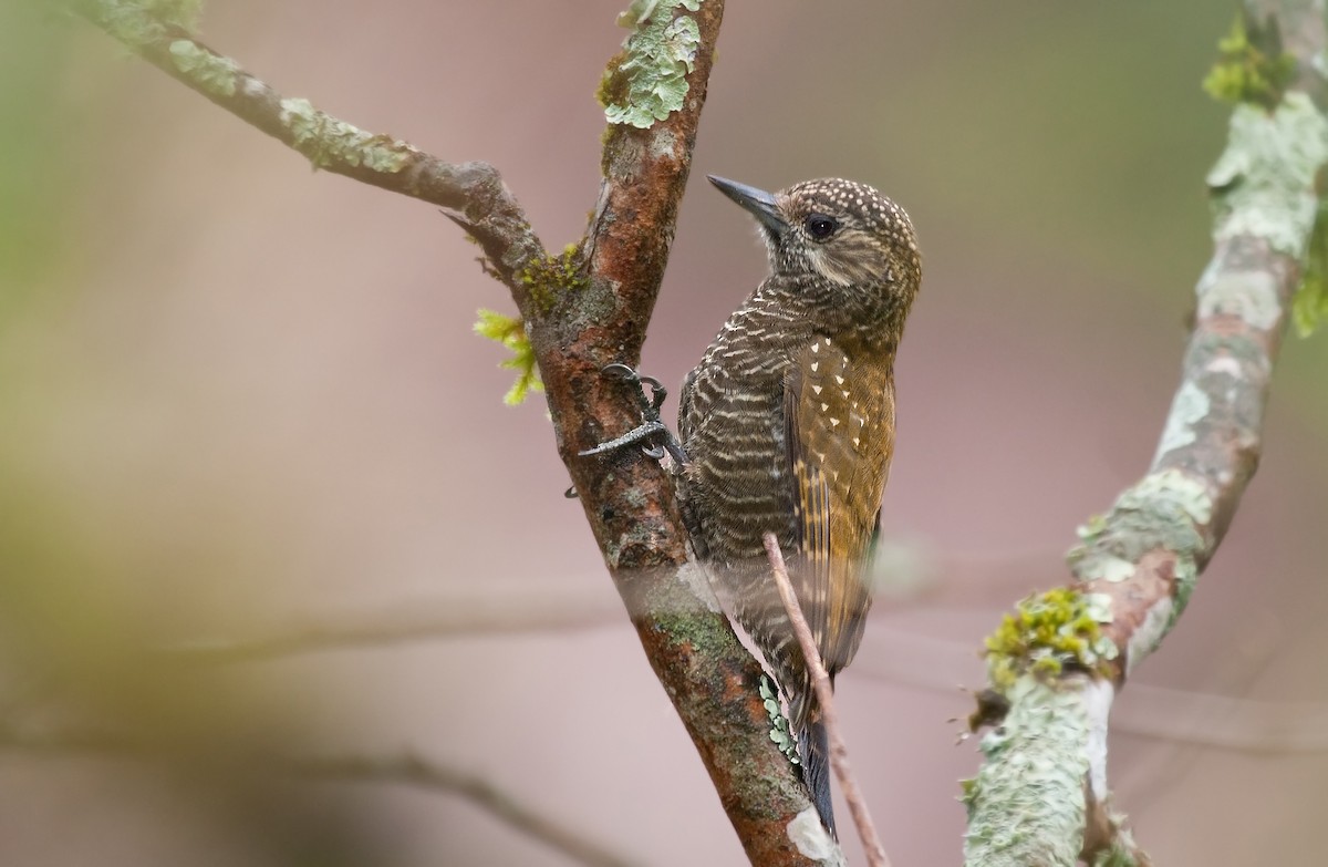 Dot-fronted Woodpecker - ML317574111