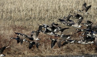 Pink-footed Goose, ML317574701