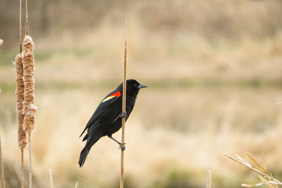 Red-winged Blackbird - Benjamin Guo