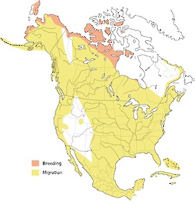Figure 1. Breeding distribution of the Pectoral Sandpiper in North America. - Range Map