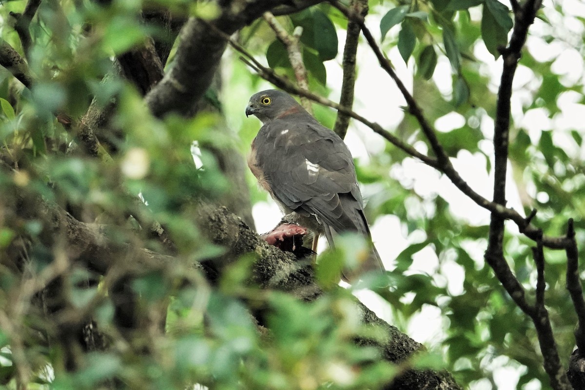 Collared Sparrowhawk - Trevor Ross