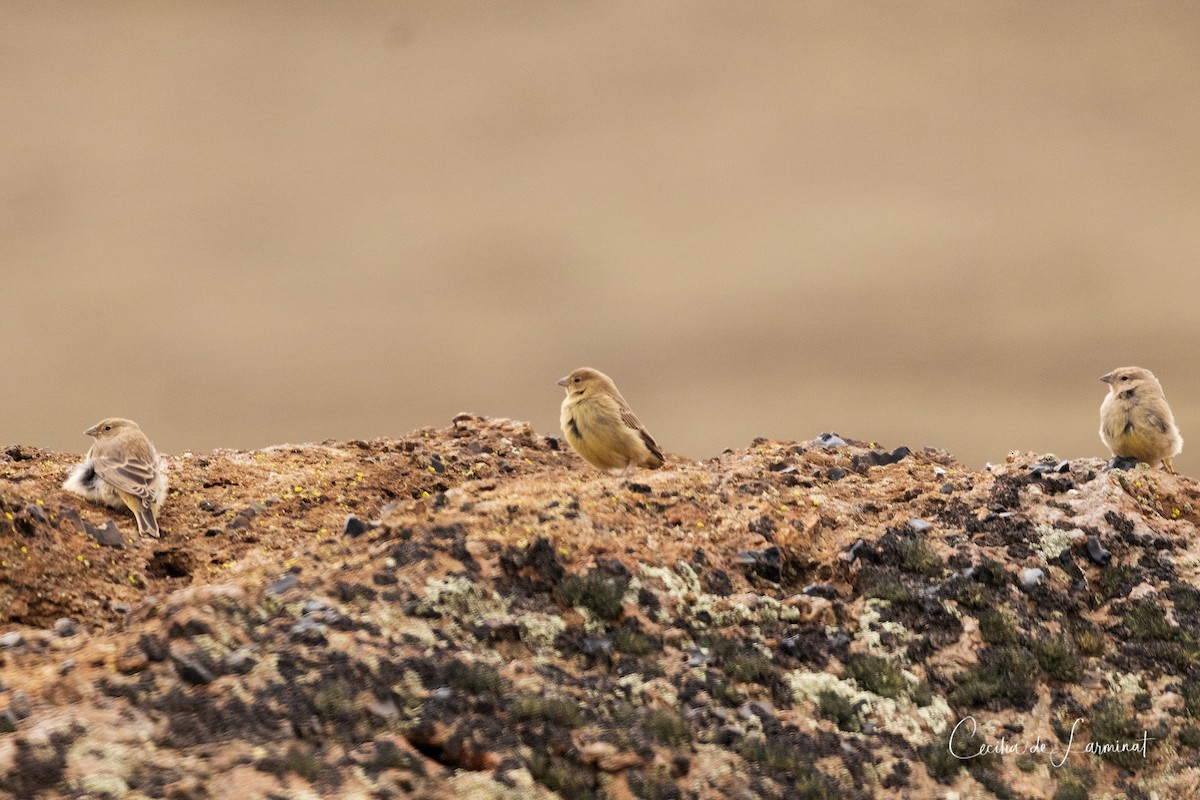 Greater Yellow-Finch - ML317584951