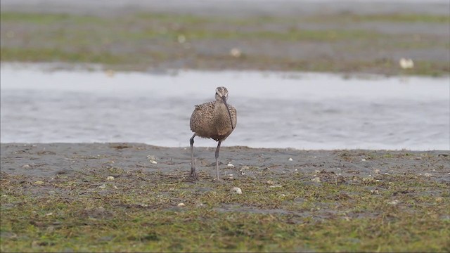 Long-billed Curlew - ML317589661