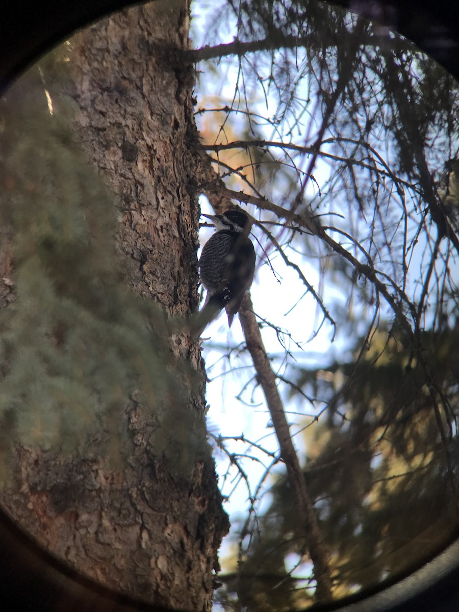 Black-backed Woodpecker - ML317590221