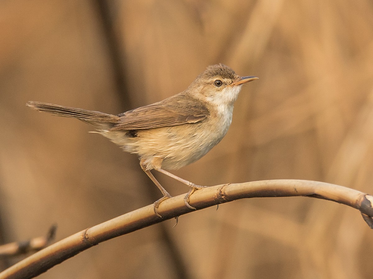 Blunt-winged Warbler - Acrocephalus concinens - Birds of the World