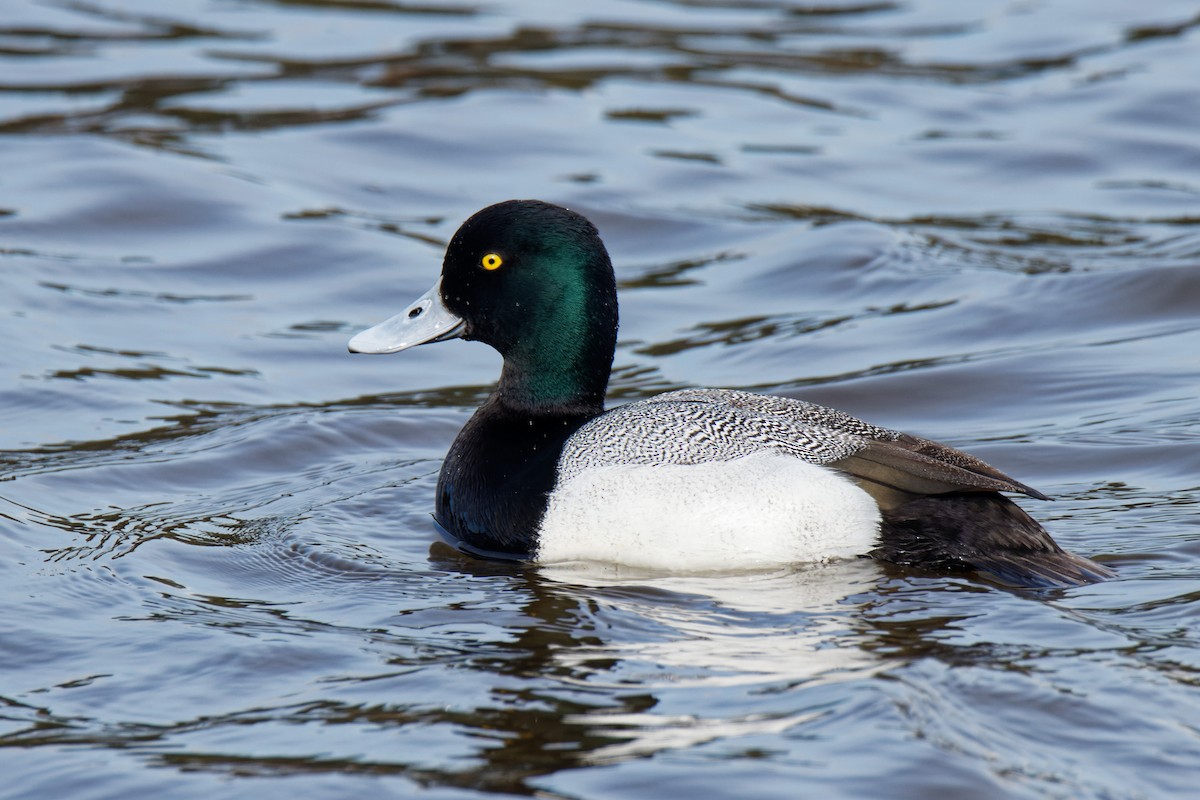 Greater/Lesser Scaup - Frank Lin
