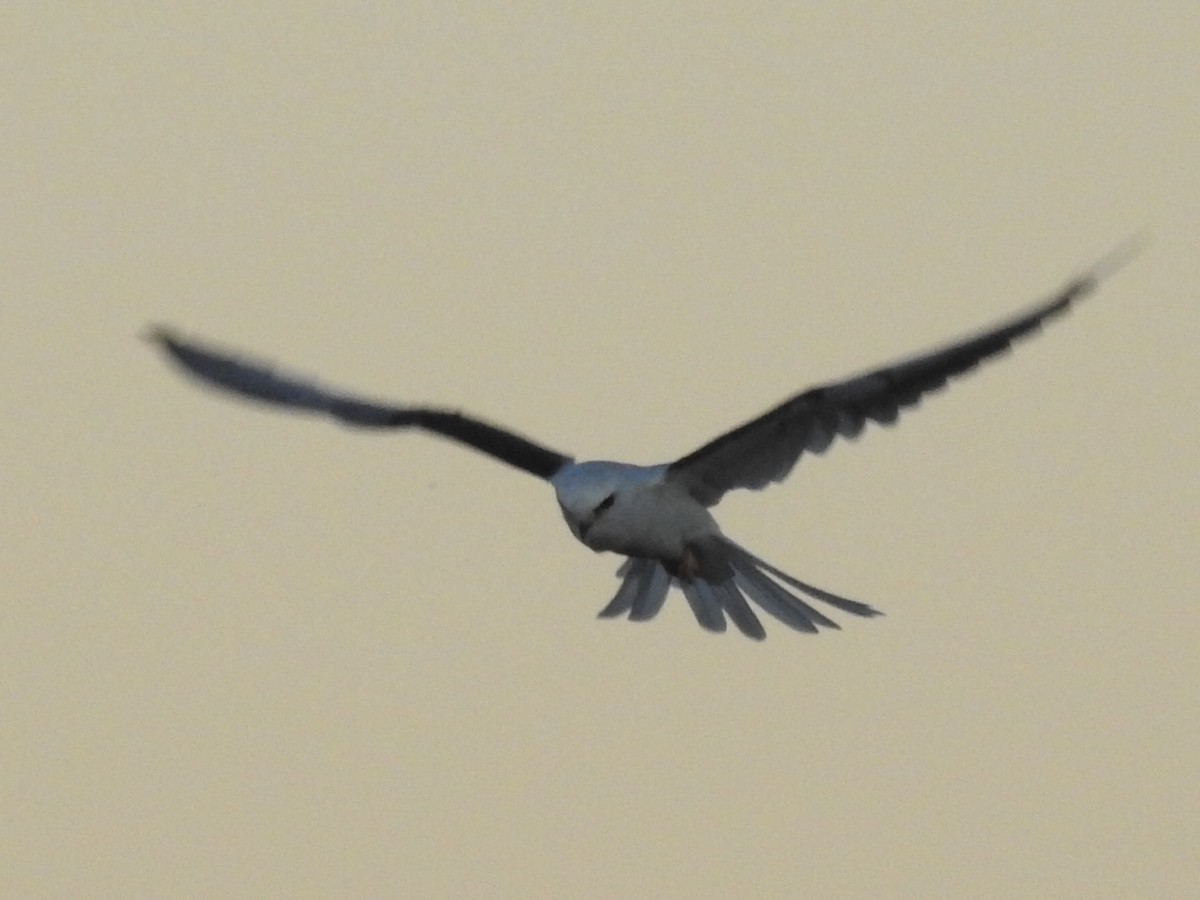 White-tailed Kite - ML317603511