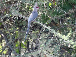  - Blue-naped Mousebird