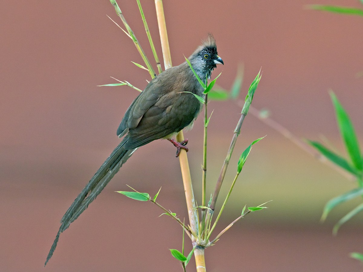 Red-backed Mousebird - Colius castanotus - Birds of the World