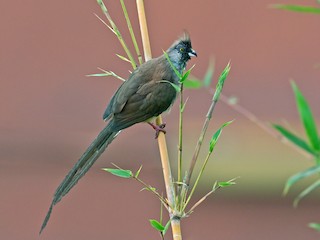  - Red-backed Mousebird