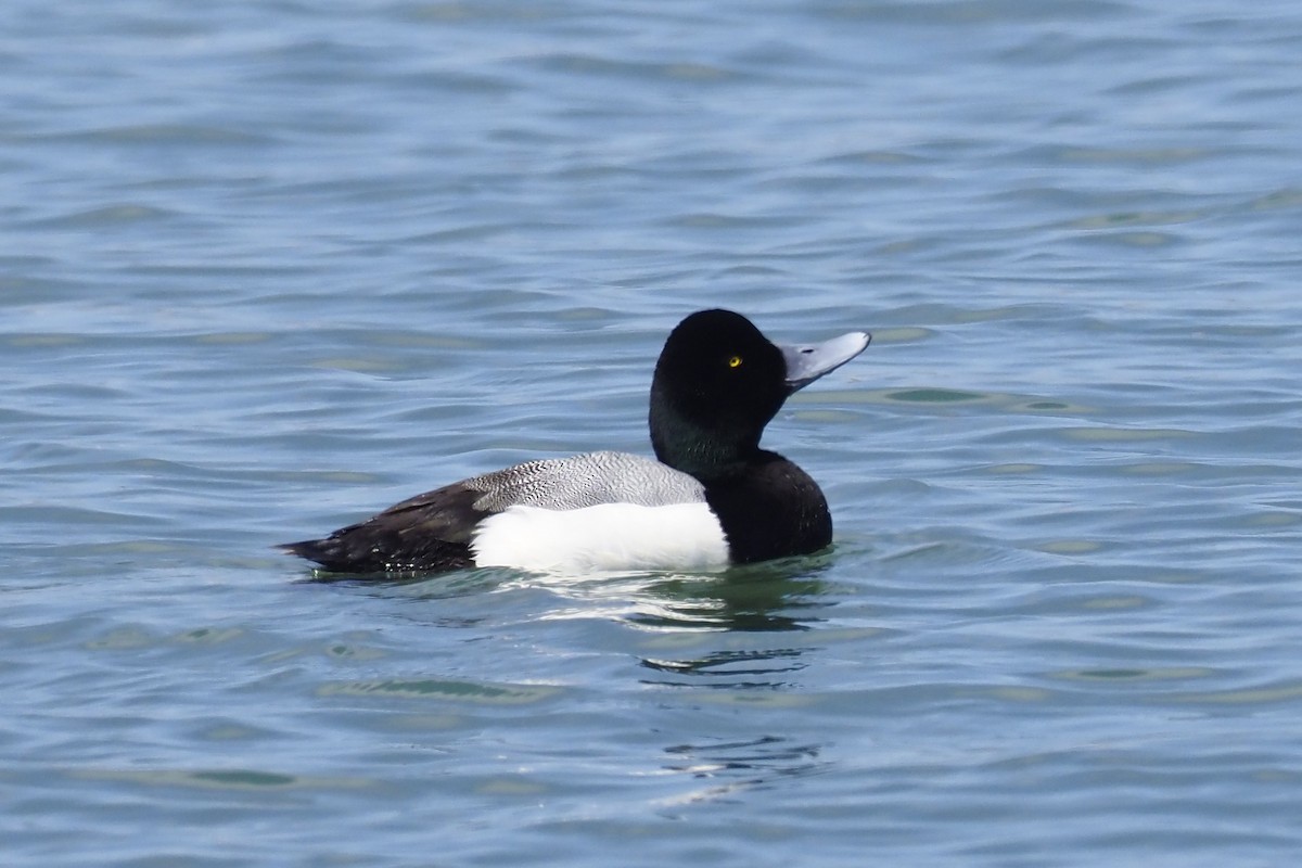 Greater Scaup - ML317610921