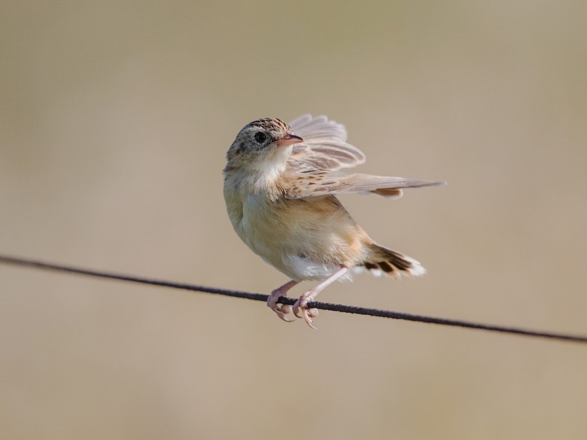 Cloud Cisticola - Cisticola textrix - Birds of the World