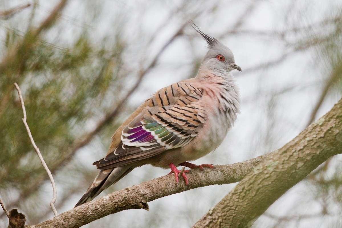 Crested Pigeon - ML317614261