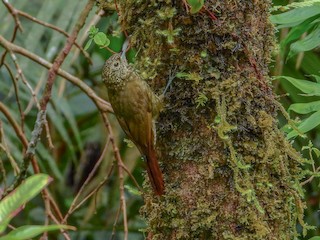  - Olive-backed Woodcreeper