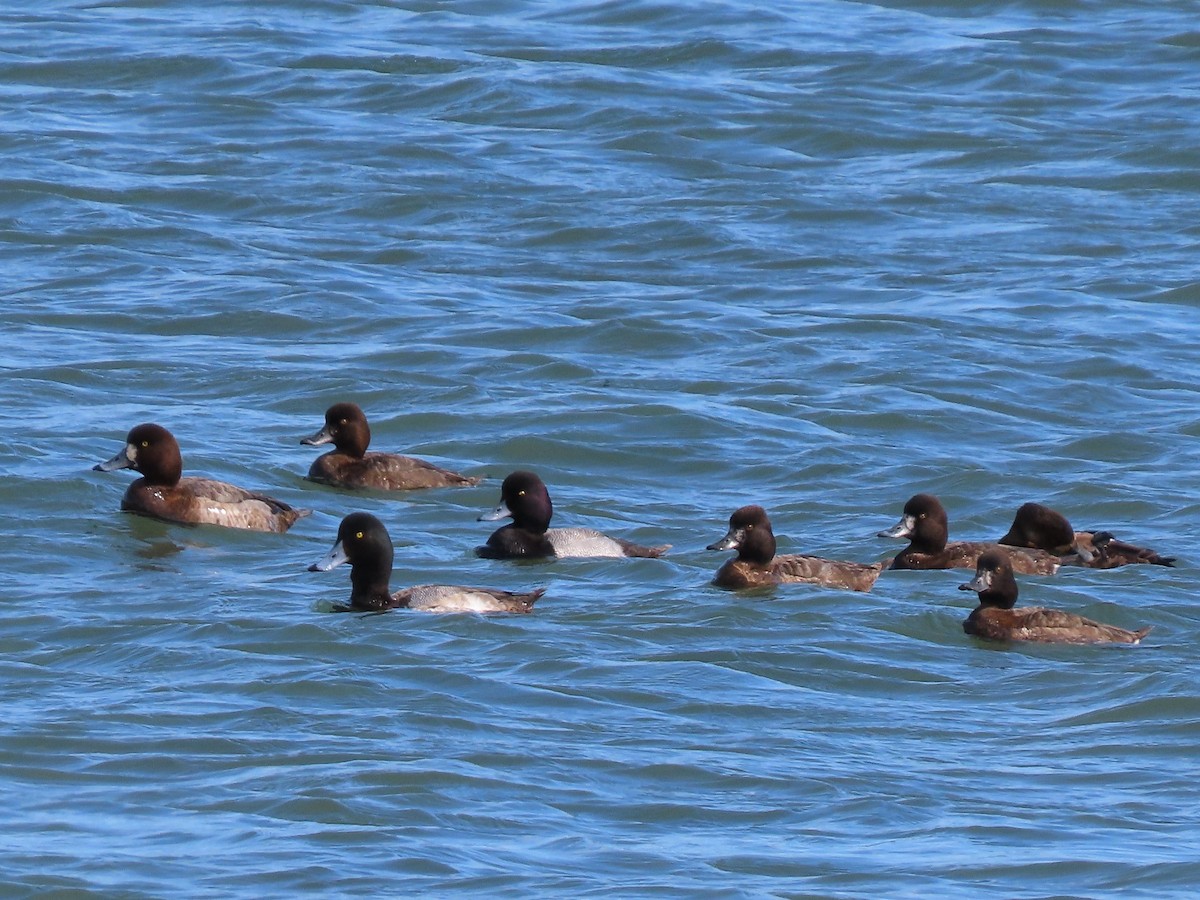 Greater Scaup - ML317615021