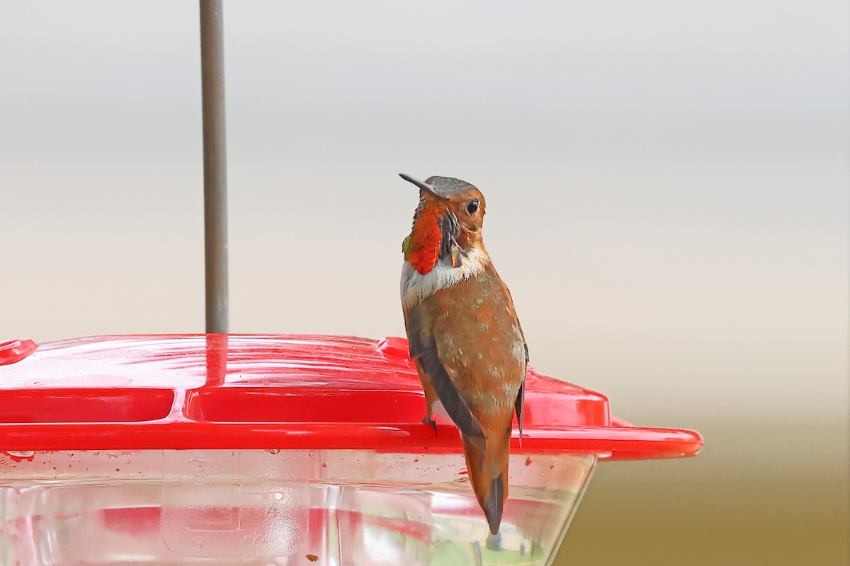Rufous Hummingbird - ML317618091