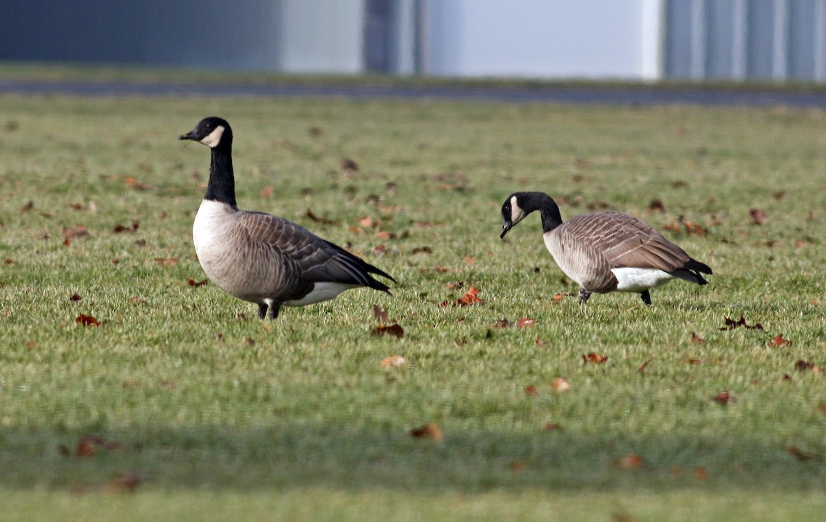 Canada Goose (canadensis Group) - ML317622471