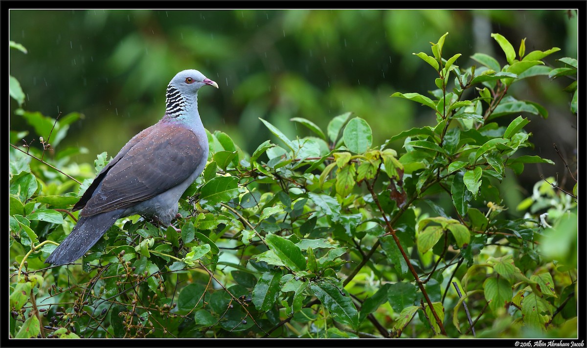 Nilgiri Wood-Pigeon - ML317624221
