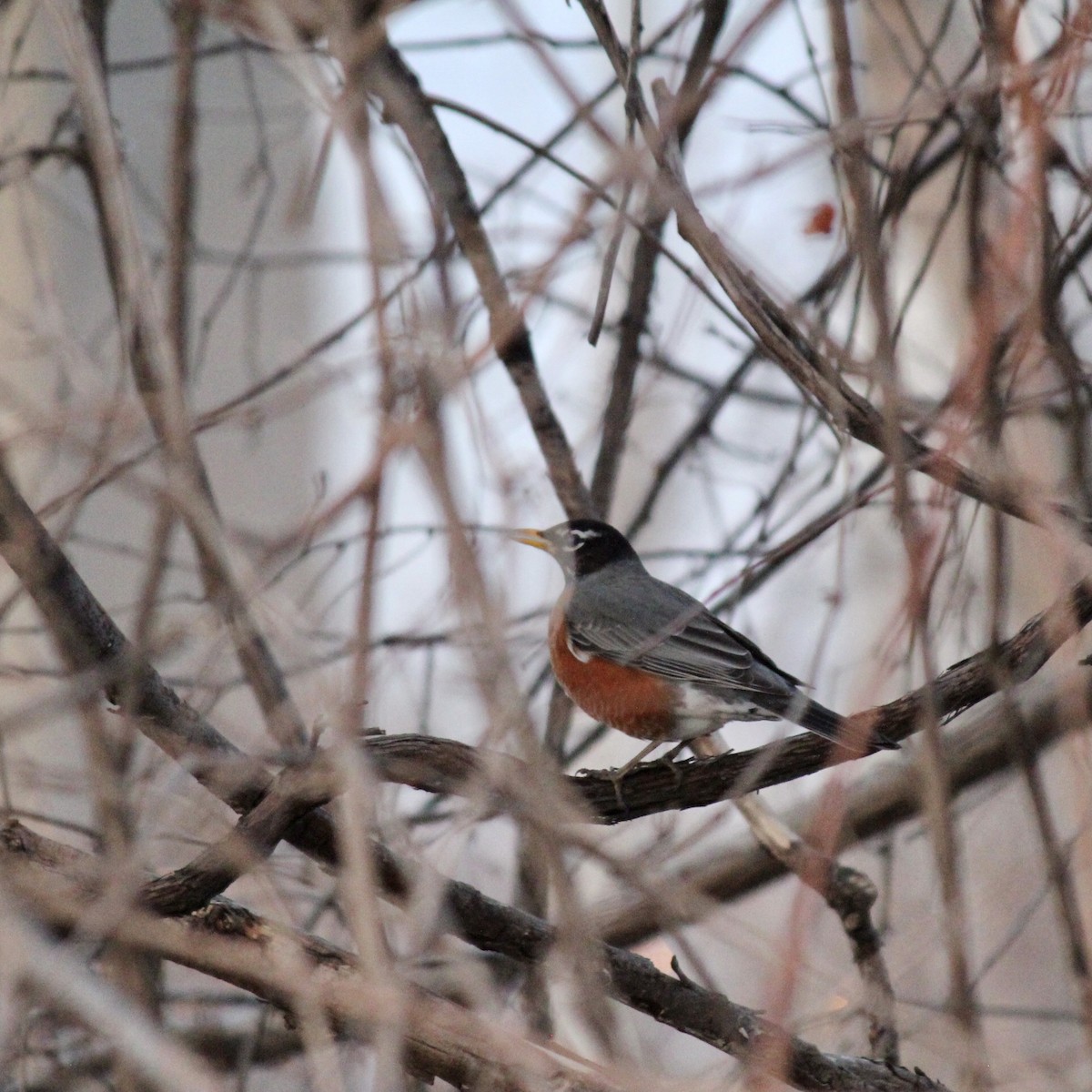 American Robin - James Madter