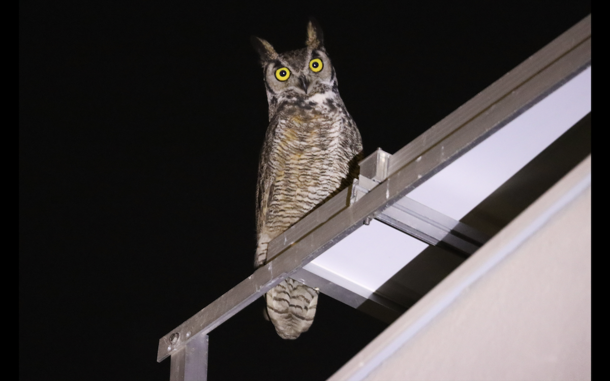 Great Horned Owl - Ricardo Lopez Z.